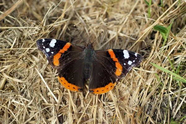 Закрытие Бабочки Естественной Среде Обитания Дикая Концепция — стоковое фото