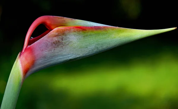 Тропічна Помаранчева Квітка Стрелізі Квітка Райського Птаха — стокове фото