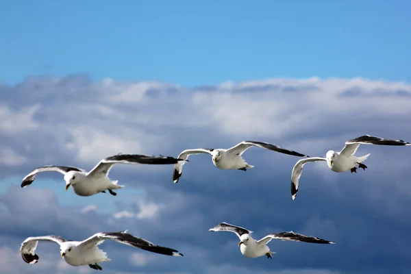 Les Oiseaux Volent Dans Ciel Bleu — Photo