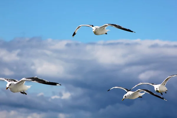 Die Vögel Fliegen Den Blauen Himmel — Stockfoto