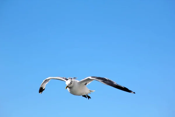 Pássaro Está Voando Céu Azul — Fotografia de Stock