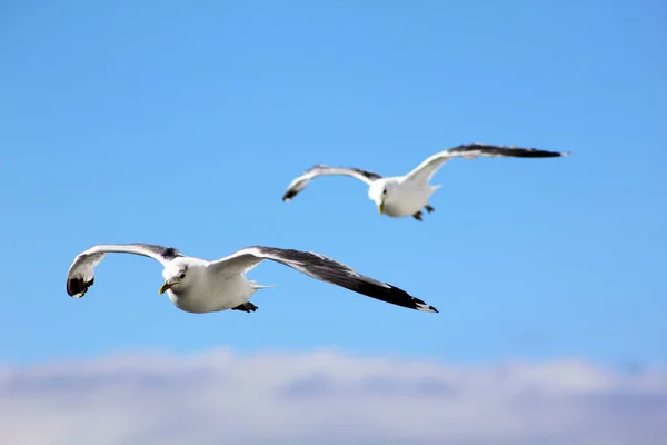 Birds Flying Blue Sky — Stock Photo, Image