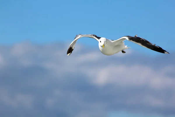 Птица Летит Голубом Небе — стоковое фото