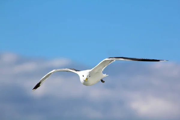 Der Vogel Fliegt Den Blauen Himmel — Stockfoto