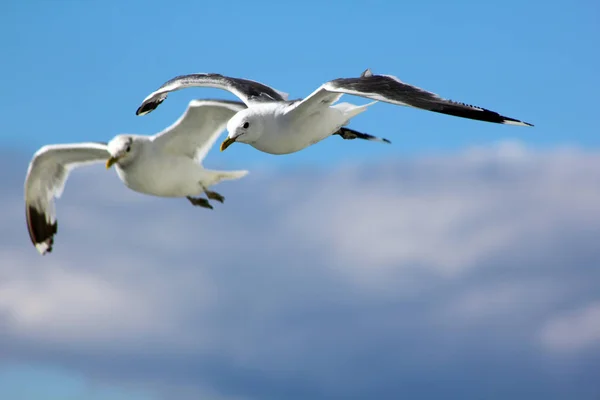 Birds Flying Blue Sky — Stock Photo, Image