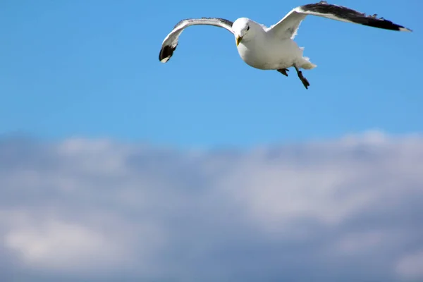 Oiseau Vole Dans Ciel Bleu — Photo