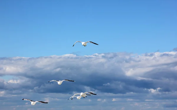 Die Vögel Fliegen Den Blauen Himmel — Stockfoto