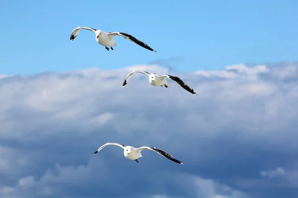 Kuşlar Mavi Gökyüzünde Uçuyor — Stok fotoğraf