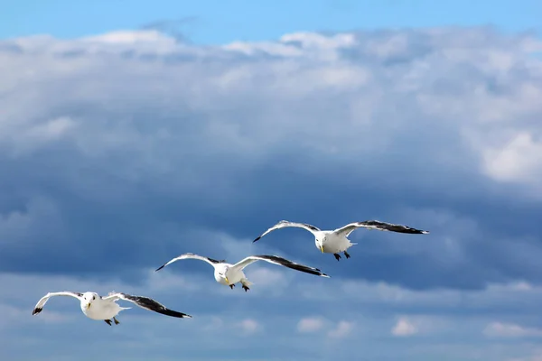 Kuşlar Mavi Gökyüzünde Uçuyor — Stok fotoğraf