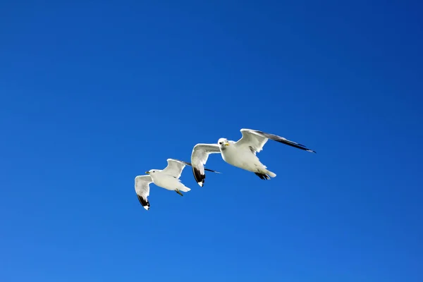 Pássaros Estão Voando Céu Azul — Fotografia de Stock