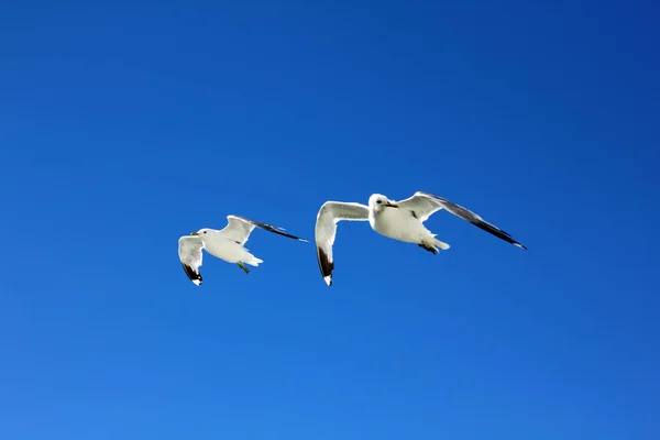 Птицы Летят Голубом Небе — стоковое фото
