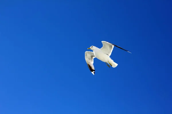 Vogel Vliegt Blauwe Lucht — Stockfoto