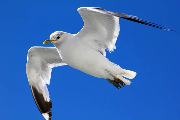 Oiseau Vole Dans Ciel Bleu — Photo