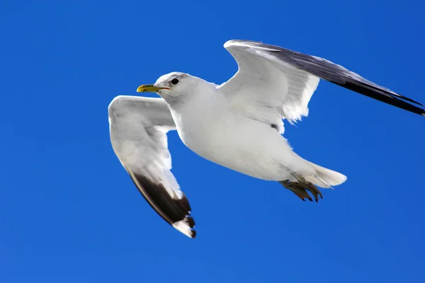 Pássaro Está Voando Céu Azul — Fotografia de Stock