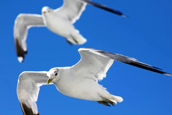 Fuglene Flyver Den Blå Himmel - Stock-foto