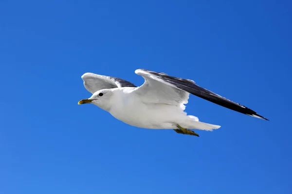 Fågeln Flyger Den Blå Himlen — Stockfoto