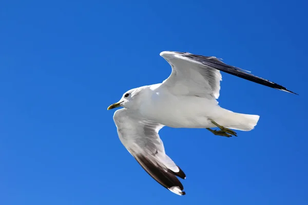 Oiseau Vole Dans Ciel Bleu — Photo