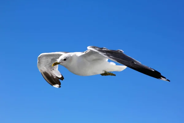 Pássaro Está Voando Céu Azul — Fotografia de Stock
