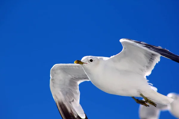 Fåglarna Flyger Den Blå Himlen — Stockfoto