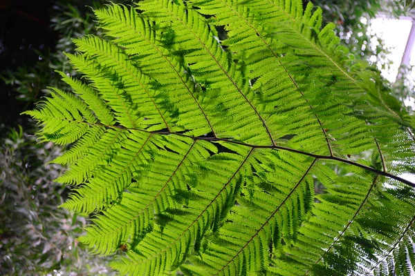 Hamburg Planten Blomen — Foto Stock