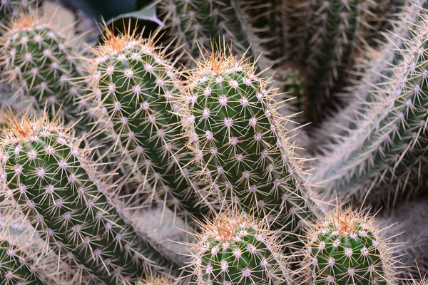 Hamburg Planten Onder Bloesem — Stockfoto