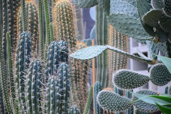 Hamburg Planten Blomen — Foto Stock