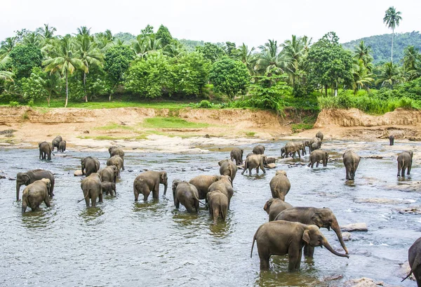 Elepants Zwemmen Rivier Wildernis — Stockfoto