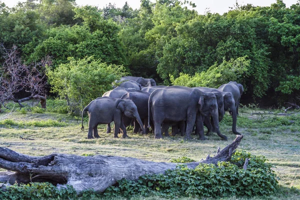 Elefantes Selvagens Selva Sri Lanka — Fotografia de Stock