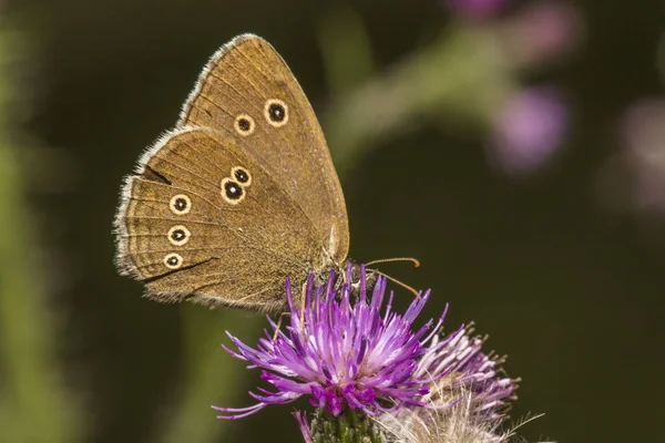 Ringlet Sentado Kratdistel — Fotografia de Stock