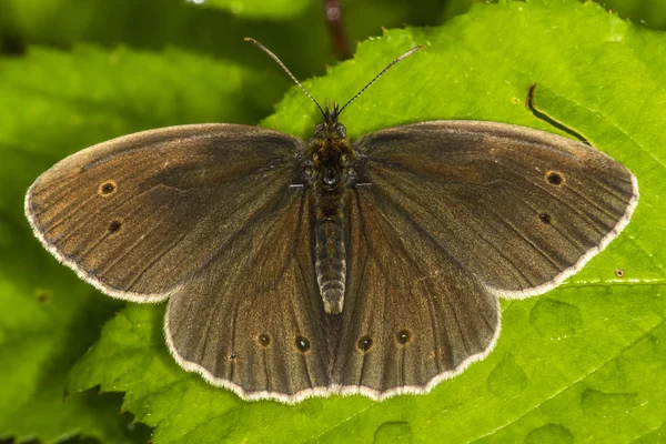 Ringlet Zittend Een Blad — Stockfoto