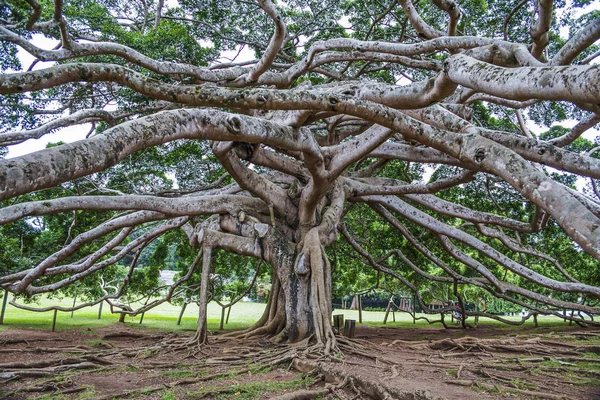 Jardin Botanique Peradeniya Kandy Jardins Botaniques Royaux Asias Beau Jardin — Photo