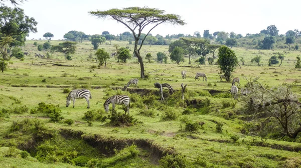 아프리카입니다 Kenia입니다 얼룩말 — 스톡 사진