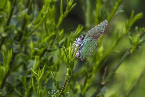 Vue Rapprochée Belle Exotique Faiblir — Photo