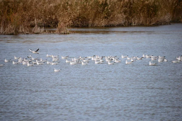 Seaguls Medium Spain — стоковое фото