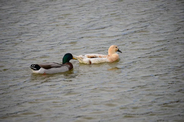 Mallard Méditerranéen Épeautre — Photo