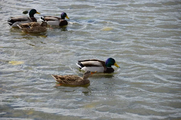 Stockente Das Mittelmeer Spanien — Stockfoto