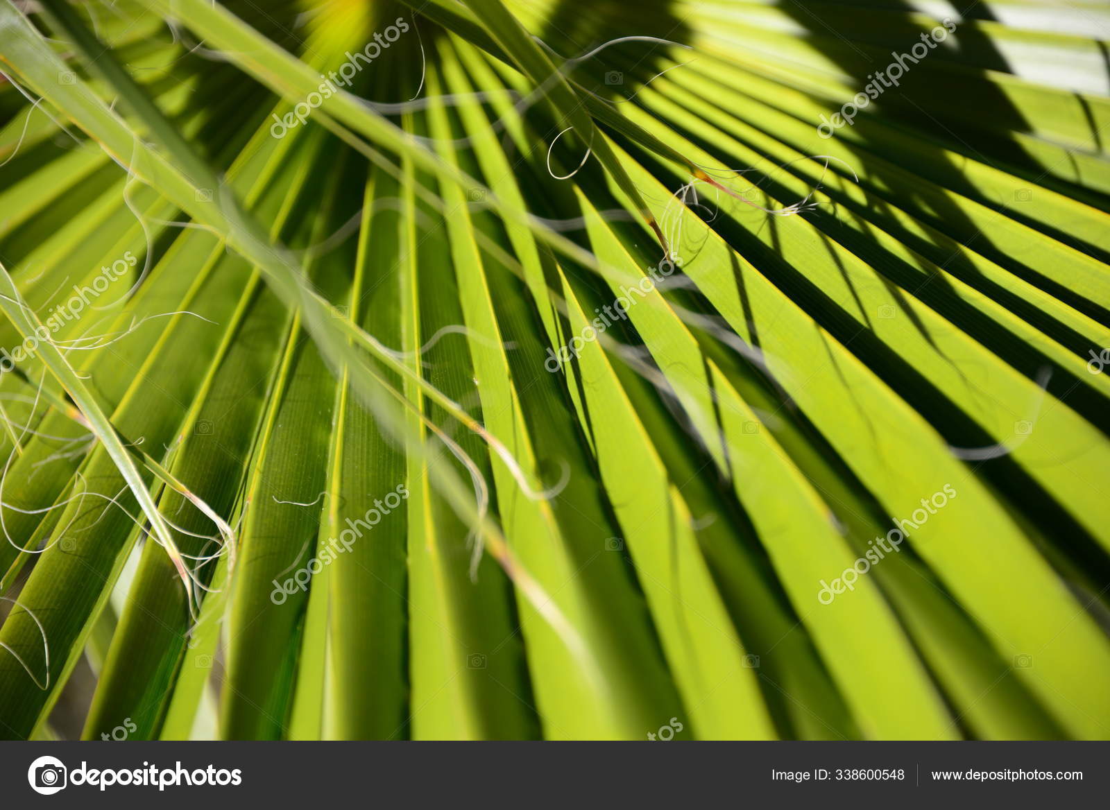 Palm Tree Leaves Green Flora Stock Photo by ©PantherMediaSeller 338600548