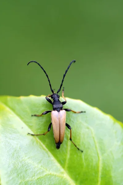 Böcek Stictoleptura Rubra Böceği Flora — Stok fotoğraf