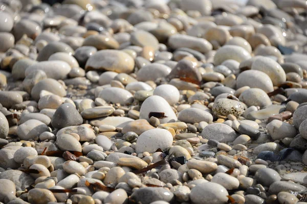 Beach Stones Nature Rocks — Stock Photo, Image