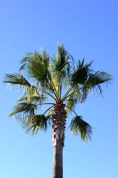 Palm Tree Leaves Green Flora — Stock Photo, Image