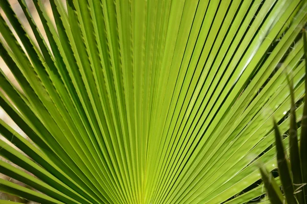 palm tree  leaves, green flora