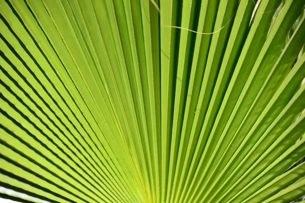 Пальмовые Листья Зеленая Флора — стоковое фото