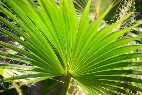 Palm Tree Leaves Green Flora — Stock Photo, Image