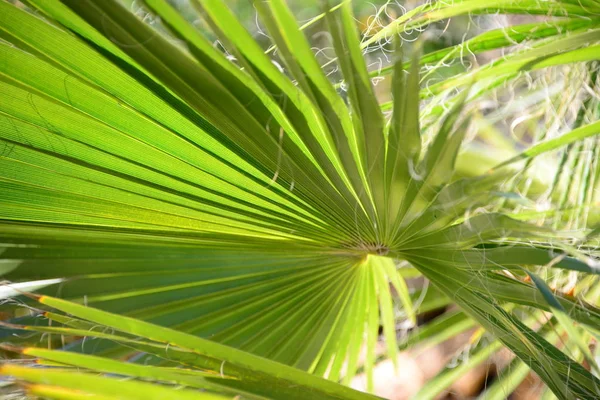 Palm Tree Leaves Green Flora — Stock Photo, Image