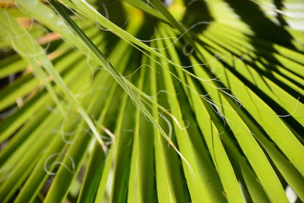 棕榈树叶绿植物 — 图库照片