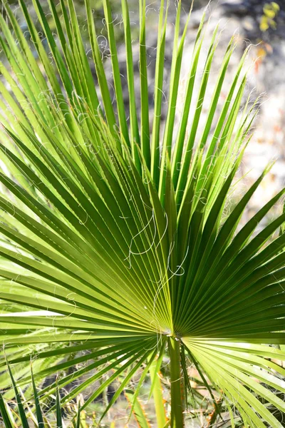 Palmiye Yaprakları Yeşil Bitki — Stok fotoğraf