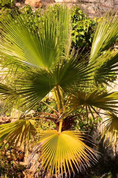 Folhas Palmeira Flora Verde — Fotografia de Stock