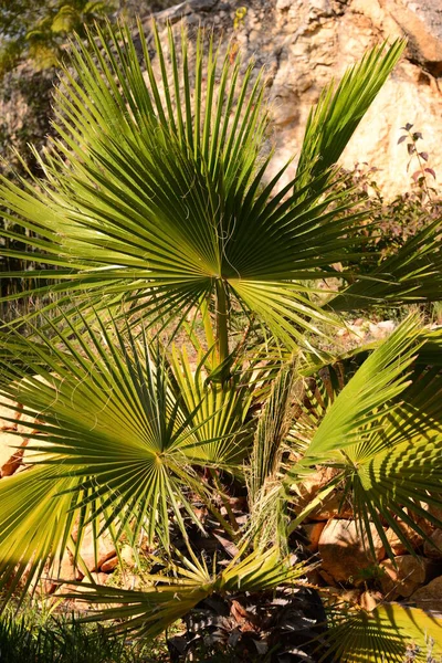 Palm Tree Leaves Green Flora — Stock Photo, Image