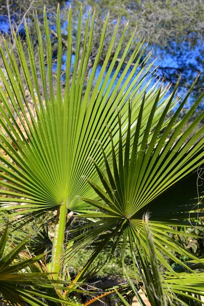 Пальмовые Листья Зеленая Флора — стоковое фото