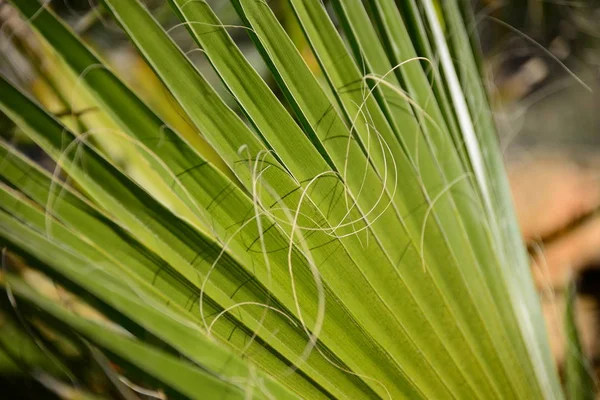 Folhas Palmeira Flora Verde — Fotografia de Stock